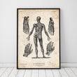 Laden Sie das Bild in den Galerie-Viewer, Full body human anatomy print III vintage poster