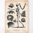 Laden Sie das Bild in den Galerie-Viewer, Human skeleton print