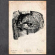 Laden Sie das Bild in den Galerie-Viewer, Eye anatomy poster