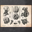 Laden Sie das Bild in den Galerie-Viewer, Brain anatomy art