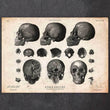 Laden Sie das Bild in den Galerie-Viewer, Human skull artwork