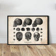 Laden Sie das Bild in den Galerie-Viewer, Human skull art print in a frame
