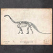 Laden Sie das Bild in den Galerie-Viewer, Dinosaur skeleton print - Apatosaurus