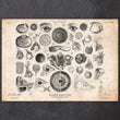Laden Sie das Bild in den Galerie-Viewer, Eye anatomy print II
