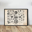 Laden Sie das Bild in den Galerie-Viewer, Eye anatomy print II