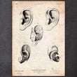 Load image into Gallery viewer, Ear anatomy poster