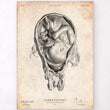 Load image into Gallery viewer, Womb anatomy vintage poster by codex anatomicus