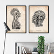 Laden Sie das Bild in den Galerie-Viewer, Gehirns und des Rückenmarks Anatomie