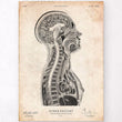 Laden Sie das Bild in den Galerie-Viewer, Brain anatomy poster