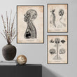 Laden Sie das Bild in den Galerie-Viewer, Brain anatomy art
