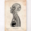Laden Sie das Bild in den Galerie-Viewer, Brain anatomy print
