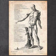 Laden Sie das Bild in den Galerie-Viewer, Human anatomy drawing