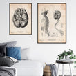 Laden Sie das Bild in den Galerie-Viewer, Brain anatomy poster