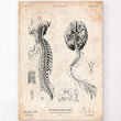 Laden Sie das Bild in den Galerie-Viewer, Brain anatomy art