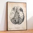 Laden Sie das Bild in den Galerie-Viewer, Brain anatomy poster