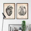 Laden Sie das Bild in den Galerie-Viewer, Gehirn Anatomie III