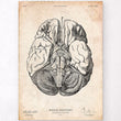Laden Sie das Bild in den Galerie-Viewer, Brain anatomy art