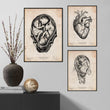 Load image into Gallery viewer, Fetus anatomy art