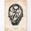 Load image into Gallery viewer, Fetus anatomy poster