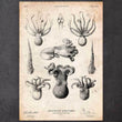 Laden Sie das Bild in den Galerie-Viewer, Octopus anatomy poster