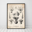 Laden Sie das Bild in den Galerie-Viewer, Octopus anatomy poster