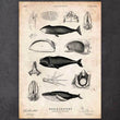 Laden Sie das Bild in den Galerie-Viewer, Whale anatomy print