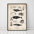 Laden Sie das Bild in den Galerie-Viewer, Whale anatomy art print by Codex Anatomicus