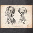 Laden Sie das Bild in den Galerie-Viewer, Head anatomy art