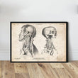 Laden Sie das Bild in den Galerie-Viewer, vintage head anatomy poster by codex anatomicus