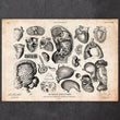 Laden Sie das Bild in den Galerie-Viewer, Anatomy chart drawing