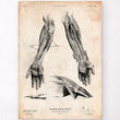 Laden Sie das Bild in den Galerie-Viewer, Hand anatomy poster