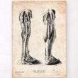 Laden Sie das Bild in den Galerie-Viewer, Leg anatomy poster