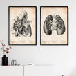 Laden Sie das Bild in den Galerie-Viewer, Lungen anatomie II