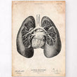Laden Sie das Bild in den Galerie-Viewer, Lungs anatomy art print