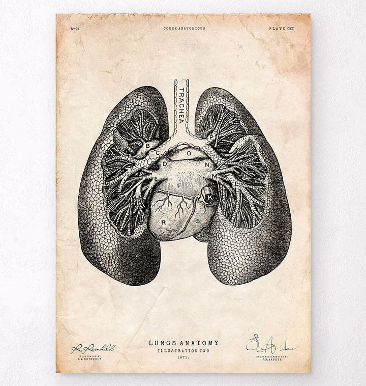 Lungs anatomy art print