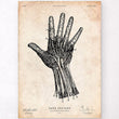 Laden Sie das Bild in den Galerie-Viewer, Hand anatomy art print