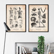 Laden Sie das Bild in den Galerie-Viewer, Menschliches Skelett IV