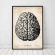 Laden Sie das Bild in den Galerie-Viewer, Anatomical brain poster