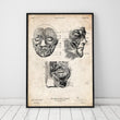 Laden Sie das Bild in den Galerie-Viewer, Facial anatomy poster