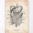 Laden Sie das Bild in den Galerie-Viewer, Digestive system vintage anatomy print - Codex Anatomicus