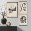 Load image into Gallery viewer, Anatomy art print - skull, spine, ribcage
