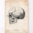 Load image into Gallery viewer, Anatomical skull poster
