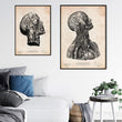 Laden Sie das Bild in den Galerie-Viewer, Anatomy art print
