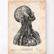 Laden Sie das Bild in den Galerie-Viewer, Vintage anatomy poster
