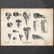 Laden Sie das Bild in den Galerie-Viewer, Bird skull drawing