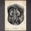 Load image into Gallery viewer, Kidney anatomy poster