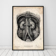 Load image into Gallery viewer, Vintage kidney anatomy poster