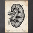 Load image into Gallery viewer, Kidney anatomy diagram