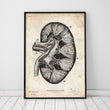 Load image into Gallery viewer, kidney anatomy art print in a frame by codex anatomicus