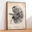 Load image into Gallery viewer, Kidney anatomy art